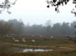 2014-11-05 schaapskudde Galderse heide web.jpg