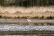 2013-04-27 witte reiger web.jpg