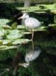 2013-07-17 reiger web.jpg